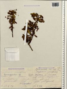 Pyracantha coccinea M. Roem., Caucasus, Black Sea Shore (from Novorossiysk to Adler) (K3) (Russia)