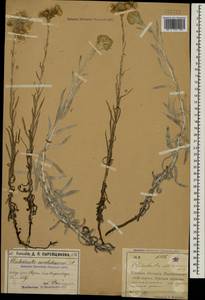 Cladochaeta candissima (M. Bieb.) DC., Caucasus, North Ossetia, Ingushetia & Chechnya (K1c) (Russia)