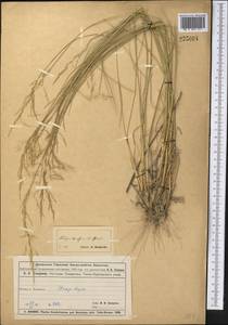 Puccinellia distans (Jacq.) Parl., Middle Asia, Muyunkumy, Balkhash & Betpak-Dala (M9) (Kazakhstan)