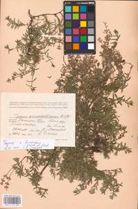 MHA 0 157 220, Thymus dimorphus Klokov & Des.-Shost., Eastern Europe, South Ukrainian region (E12) (Ukraine)