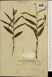 Cephalanthera longifolia (L.) Fritsch, Caucasus, Azerbaijan (K6) (Azerbaijan)