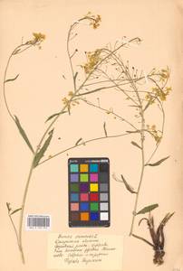 Bunias orientalis L., Eastern Europe, Central region (E4) (Russia)
