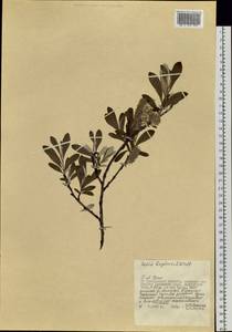 Salix krylovii E. L. Wolf, Siberia, Chukotka & Kamchatka (S7) (Russia)