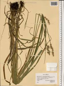 Carex vulpina L., Eastern Europe, Central forest-and-steppe region (E6) (Russia)