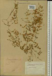 Mesostemma dichotomum (L.) Arabi, Rabeler & Zarre, Siberia, Baikal & Transbaikal region (S4) (Russia)