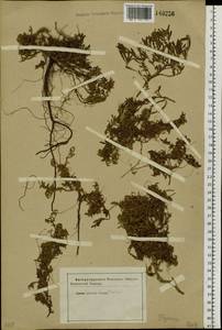 Thymus, Siberia (no precise locality) (S0) (Russia)