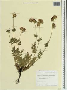 Anthyllis vulneraria subsp. pulchella (Vis.)Bornm., Crimea (KRYM) (Russia)