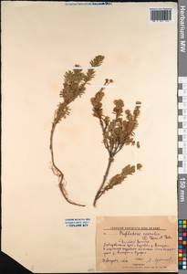 Phyllodoce caerulea (L.) Bab., Siberia, Russian Far East (S6) (Russia)