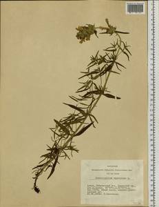 Dracocephalum ruyschiana L., Siberia, Altai & Sayany Mountains (S2) (Russia)