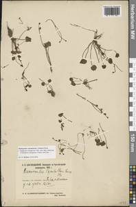 Halerpestes sarmentosus (Adams) Kom., Siberia, Central Siberia (S3) (Russia)