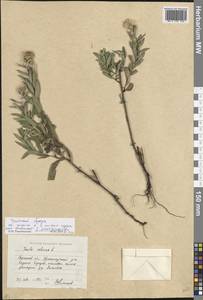 Pentanema sabuletorum (Czern. ex Lavrenko) G. V. Boiko & Korniy., Eastern Europe, Lower Volga region (E9) (Russia)