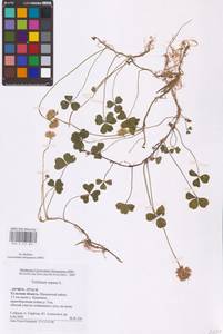 Trifolium repens L., Eastern Europe, Central region (E4) (Russia)