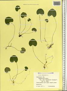 Viola palustris L., Eastern Europe, Western region (E3) (Russia)