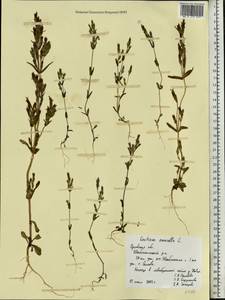 Gentianella amarella (L.) Börner, Eastern Europe, Central forest-and-steppe region (E6) (Russia)