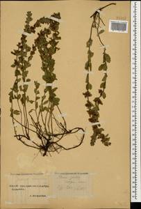 Teucrium chamaedrys L., Caucasus, Stavropol Krai, Karachay-Cherkessia & Kabardino-Balkaria (K1b) (Russia)