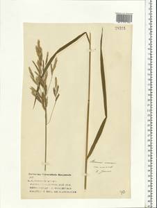 Bromus inermis Leyss., Eastern Europe, Volga-Kama region (E7) (Russia)