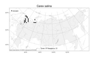 Carex salina Wahlenb., Atlas of the Russian Flora (FLORUS) (Russia)