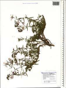 Chamaenerion dodonaei (Vill.) Schur ex Fuss., Caucasus, Stavropol Krai, Karachay-Cherkessia & Kabardino-Balkaria (K1b) (Russia)