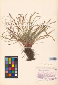 Carex digitata L., Eastern Europe, North-Western region (E2) (Russia)