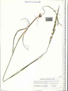 Beckmannia eruciformis (L.) Host, Eastern Europe, Belarus (E3a) (Belarus)