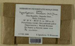 Hygrohypnum luridum (Hedw.) Jenn., Bryophytes, Bryophytes - Western Siberia (including Altai) (B15) (Russia)