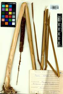 Typha angustifolia L., Siberia, Baikal & Transbaikal region (S4) (Russia)