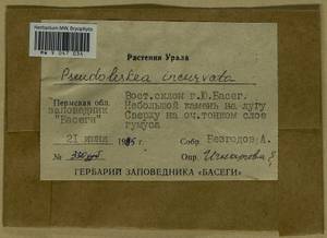 Lescuraea incurvata, Bryophytes, Bryophytes - Permsky Krai, Udmurt Republic, Sverdlovsk & Kirov Oblasts (B8) (Russia)