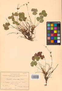 Potentilla matsumurae Th. Wolf, Siberia, Russian Far East (S6) (Russia)