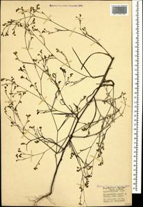 Bupleurum brachiatum C. Koch ex Boiss., Caucasus, Black Sea Shore (from Novorossiysk to Adler) (K3) (Russia)