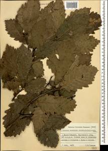 Quercus hartwissiana Steven, Caucasus, Georgia (K4) (Georgia)