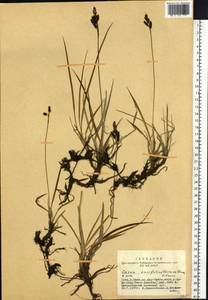 Carex bigelowii subsp. ensifolia (Turcz. ex Gorodkov) Holub, Siberia, Altai & Sayany Mountains (S2) (Russia)