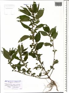 Acalypha australis L., Caucasus, Black Sea Shore (from Novorossiysk to Adler) (K3) (Russia)