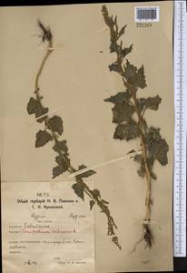 Oxybasis urbica (L.) S. Fuentes, Uotila & Borsch, Middle Asia, Northern & Central Kazakhstan (M10) (Kazakhstan)