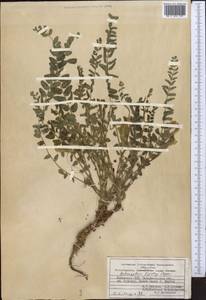 Astragalus lipskyi Popov, Middle Asia, Pamir & Pamiro-Alai (M2) (Uzbekistan)