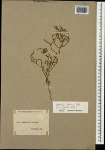 Nitrosalsola nitraria (Pall.) Tzvelev, Caucasus, Armenia (K5) (Armenia)
