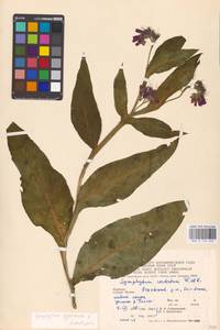 Symphytum officinale L., Eastern Europe, West Ukrainian region (E13) (Ukraine)