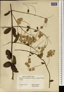 Petersianthus macrocarpus Liben, Africa (AFR) (Guinea)
