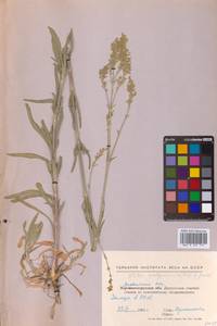 Silene wolgensis (Hornem.) Otth, Eastern Europe, North Ukrainian region (E11) (Ukraine)