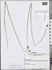 Carex magellanica subsp. irrigua (Wahlenb.) Hiitonen, Siberia, Russian Far East (S6) (Russia)