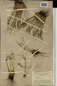 Oreojuncus trifidus (L.) Záv. Drábk. & Kirschner, Eastern Europe, Northern region (E1) (Russia)