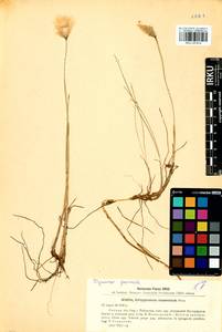 Eriophorum chamissonis C.A.Mey., Siberia, Western Siberia (S1) (Russia)