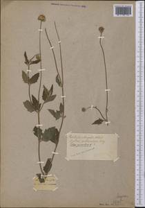 Tridax procumbens L., America (AMER) (Not classified)