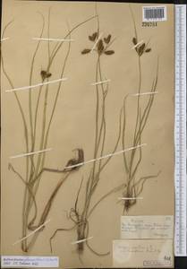 Bolboschoenus glaucus (Lam.) S.G.Sm., Middle Asia, Muyunkumy, Balkhash & Betpak-Dala (M9) (Kazakhstan)