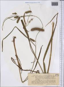 Carex pseudocyperus L., America (AMER) (United States)