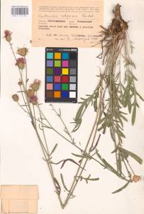 Centaurea adpressa Ledeb., Eastern Europe, Lower Volga region (E9) (Russia)