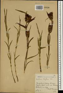 Gentiana triflora, South Asia, South Asia (Asia outside ex-Soviet states and Mongolia) (ASIA) (China)