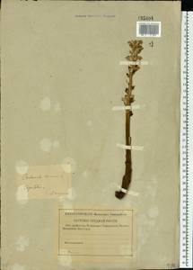 Orobanche cumana Wallr., Eastern Europe, Lower Volga region (E9) (Russia)