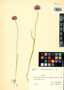 Allium schoenoprasum L., Siberia, Baikal & Transbaikal region (S4) (Russia)