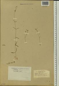 Stellaria palustris (Murray ex Ehrh.) Hoffm., Siberia, Western Siberia (S1) (Russia)