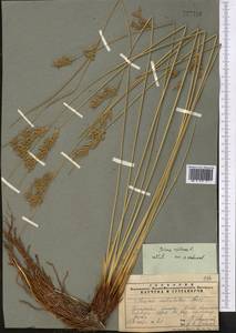 Juncus inflexus L., Middle Asia, Pamir & Pamiro-Alai (M2) (Tajikistan)